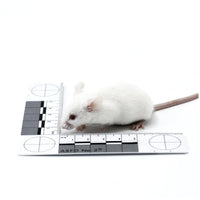 Adult Mice – Bag of 25