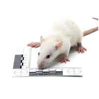 Medium Rats – Bag of 10