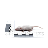 Fuzzy Mice – Bag of 25