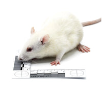 Large Rats – Bag of 5