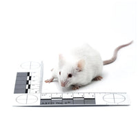 Jumbo Mice- Bag of 25