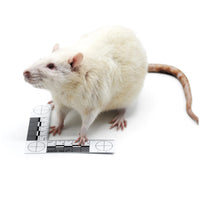 Colossal Rats – Bag of 2