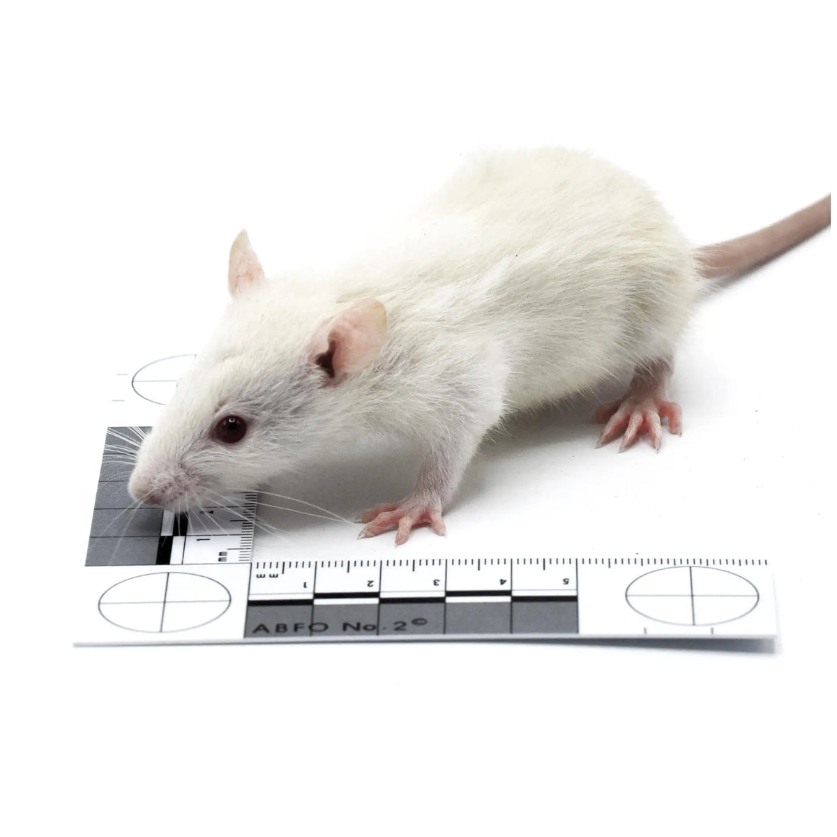 Small Rats Sw Frame Small Rats – Bag of 20 – Reptile's Choice