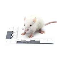 Weaned Rats – Bag of 25