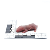 Pinky Rats – Bag of 25