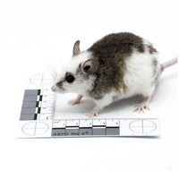 Jumbo African Soft Fur – Bag of 20