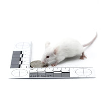 Weaned Mice – Bag of 50