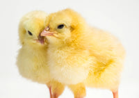 Day Old Chicken – Bag of 25