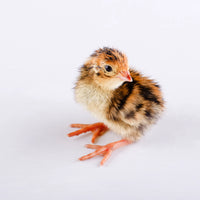 Day old Quail